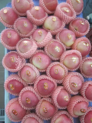 China fresh fruit green gala apple fresh gala apple