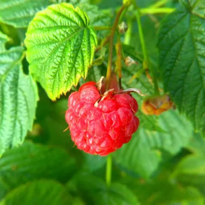 Raspberry Extract Raspberry Powder
