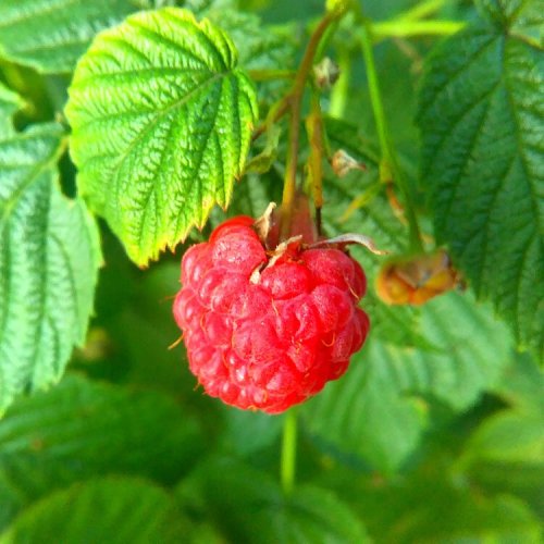 Raspberry Extract Raspberry Powder