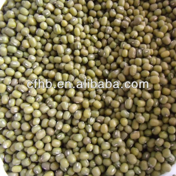 Green mung beans big size
