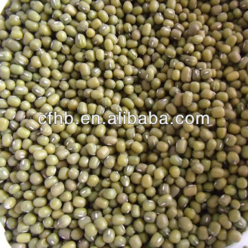 Green Mung Beans / Green Gram (Vigna radiata)