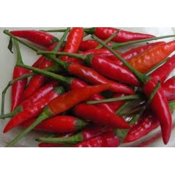 fresh chilli