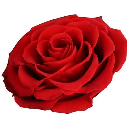 Wholesale Acrylic Square Flower Jewelry Gift Box with Forever Roses