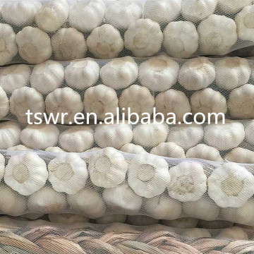 china garlic price fresh white garlic in stock for export