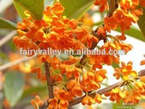 High Quality Yellow And Golden Sweet Osmanthus Fragrans Tree Seeds For Planting