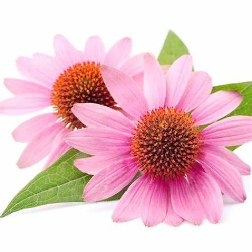 Wholesale Price Echinacea Extract
