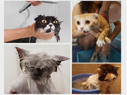 Wash the cat bag and take a bath
