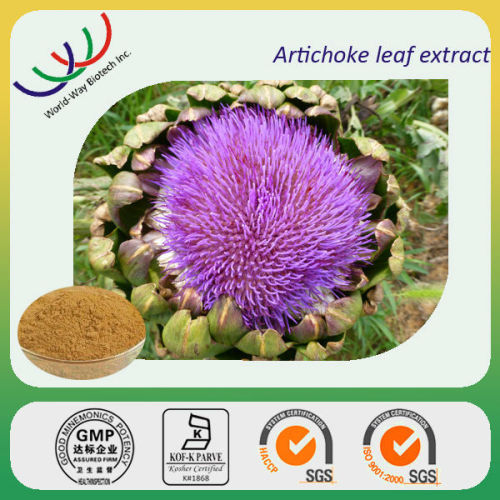 Artichoke extract,free sample HACCP FDA Kosher China supplier protecting liver health 2% cynarin artichoke extract