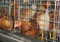 Cages de poulet de haute qualité