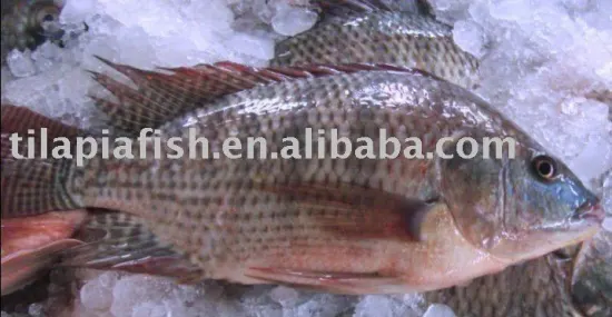 frozen seafood tilapia