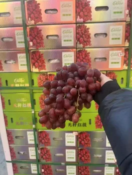 Fresh Seedless Red Globe Table Grapes