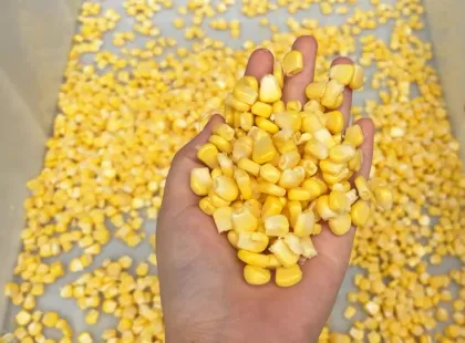 Sweet Corn Sheller Fresh Corn Threshing Machine