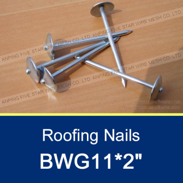 2" Umbrella Head Roofing Nails/Galvanized Umbrella Head Roofing Nails