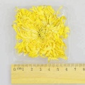 Alta qualità esportatore famoso crisantemo grande e giallo
