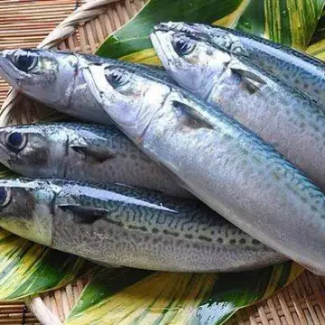 Frozen Pacific Mackerel Scomber Japonicus 15Kg To Poland
