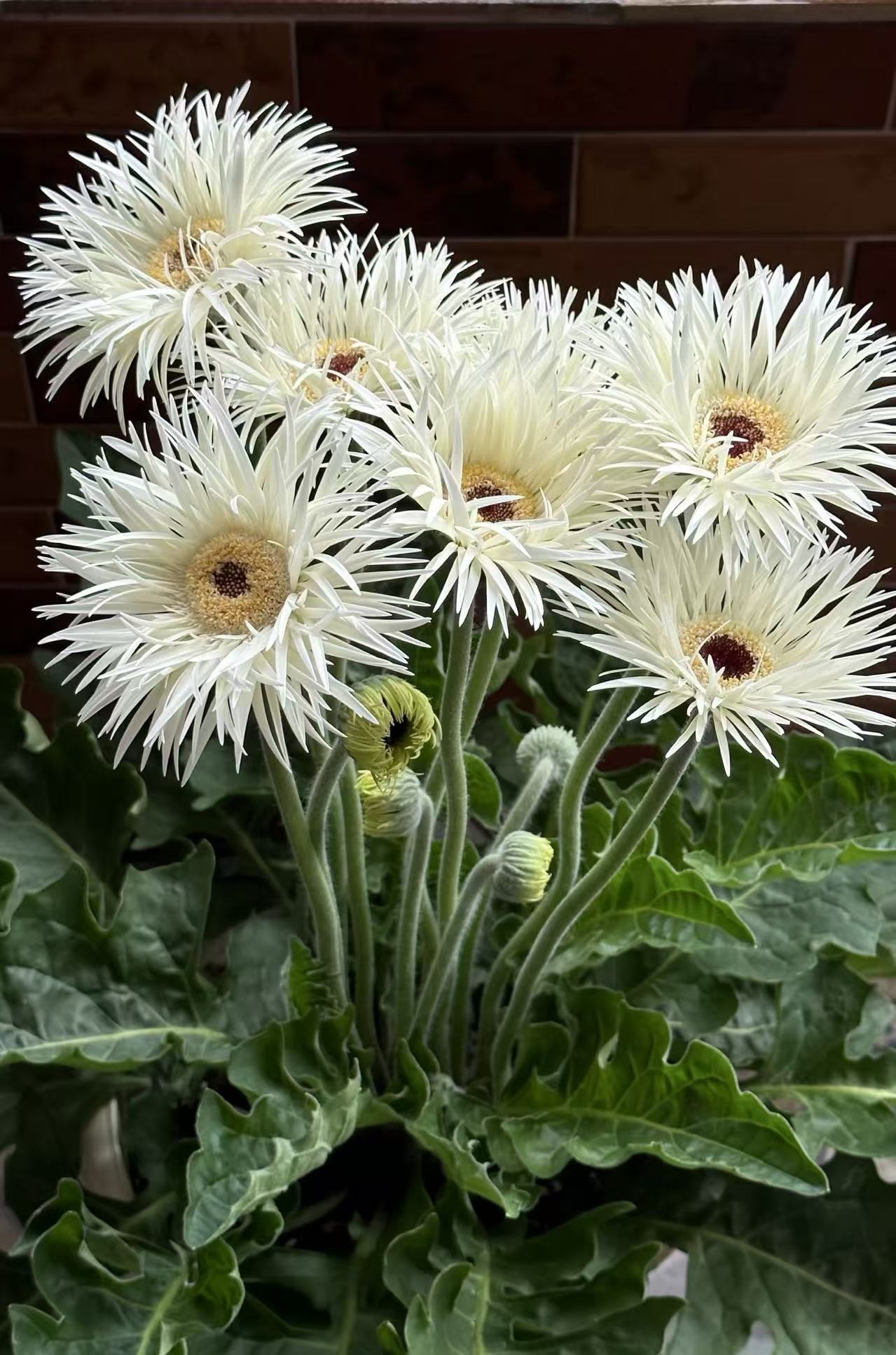Standard white chrysanthemum Silky Gerbera