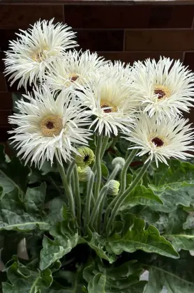 Standard chrysanthemum Silky Gerbera