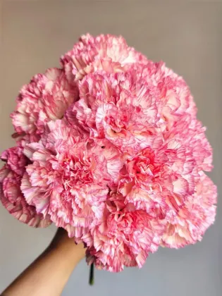 Happy hour single-headed carnation