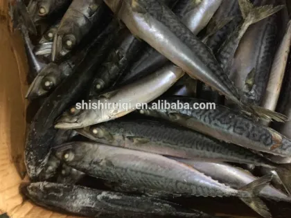 Seafood Products Raw Material of Pacific Mackerel