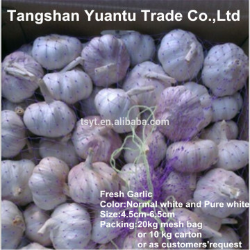 Fresh Garlic In Mesh Bag or Carton