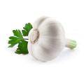 Garlic Oil for Health care Supplement