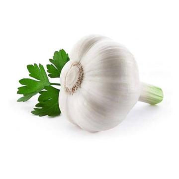 Garlic Oil for Health care Supplement