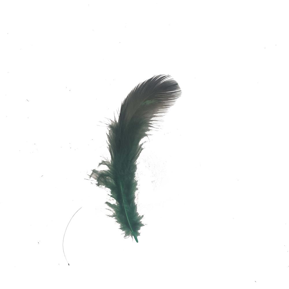 Green Pheasant Feather