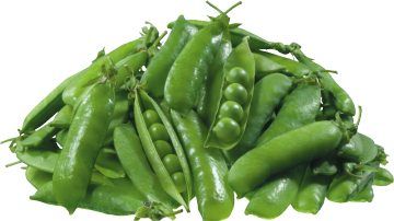 Pea protein peptide for body nutrients improvement