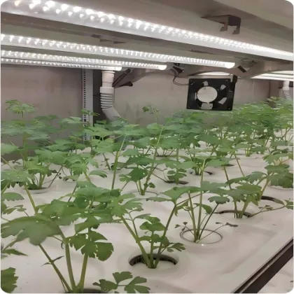 Hydroponics Cultures Plant Technology Container Greenhouse