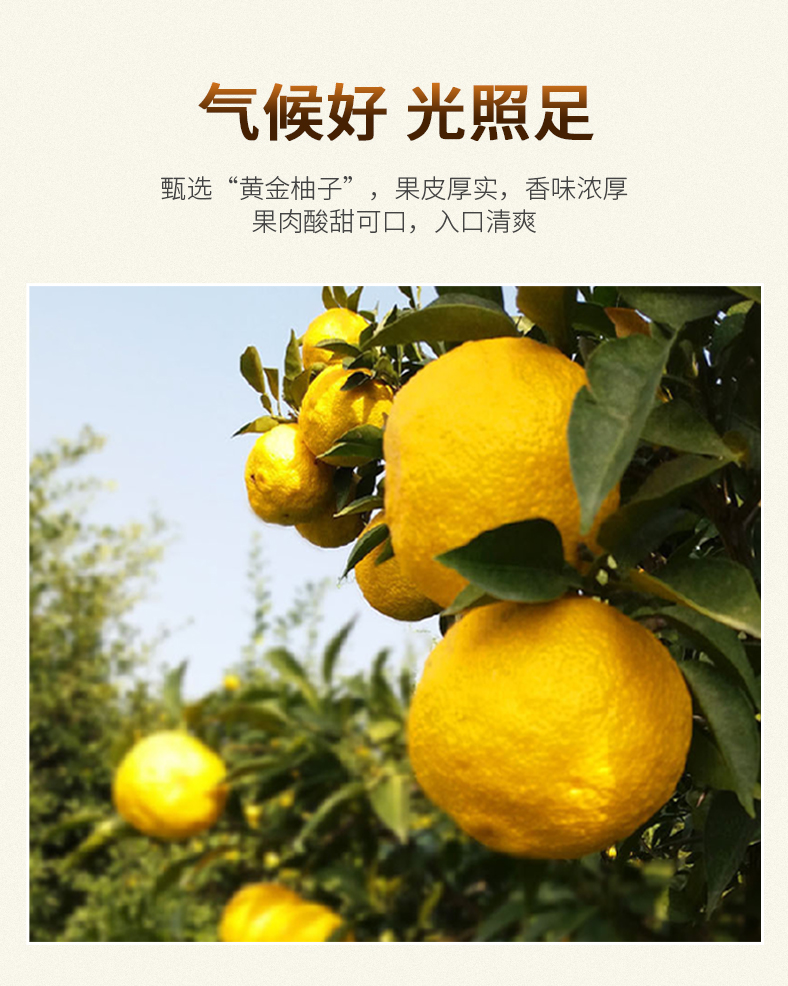 KOTSAM Honey Pomelo Tea, Glass Jar2