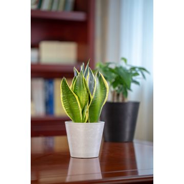 Mini contenedor redondo para plantas de interior