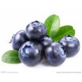 European Bilberry Extract 25% or 36% Anthocyanidins