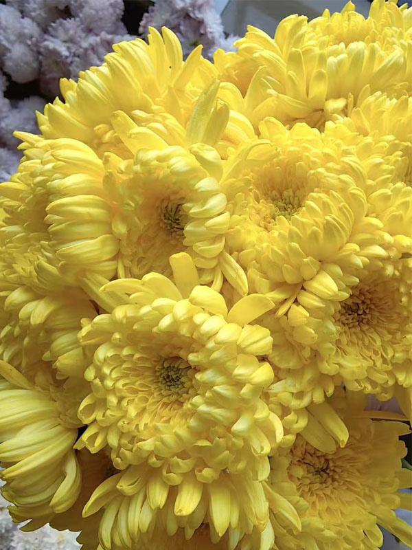 Yellow Mum Peony6