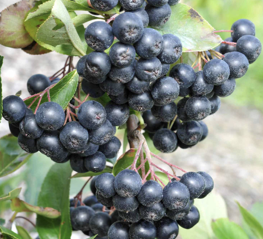 Aronia Powder for Beverages