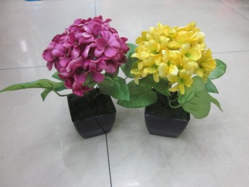Plant Pot