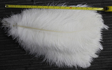 Wholesale 45-50cm Large White Ostrich Feather