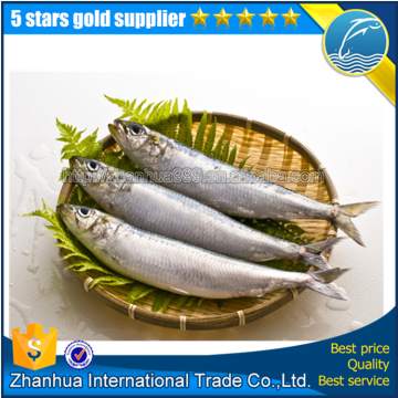 Frozen Sardine Hgt For Sale