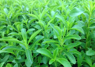 Stevia Sweeteners Stevia Sugar Stevia Tablets