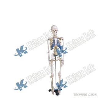 3D Interactive 501-00.04 Modello scheletro umano: esplorazione dettagliata di anatomia