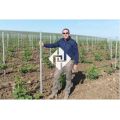 Vineyard Metal Trellis post al por mayor de acero galvanizado