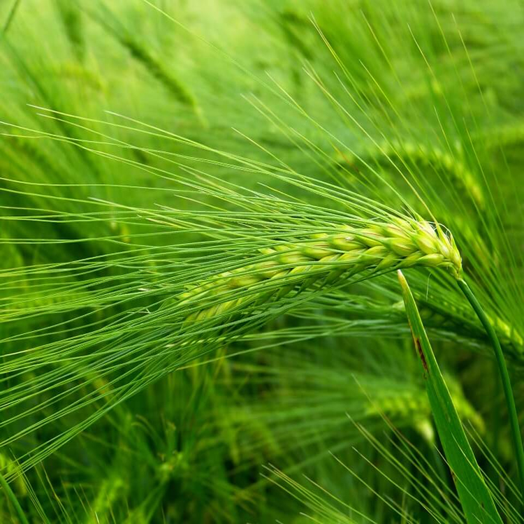 Barley Grass Powder