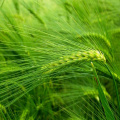 Poudre droite d'herbe d'herbe d'orge à alimentation directe