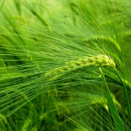 Direct Supply Barley Grass Straight Powder
