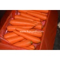 Nieuwe Crop 2020 Fresh Carrot