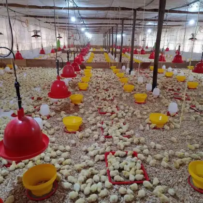 High Quality Chicken Feeding Tray Equipment - Chick Feeder