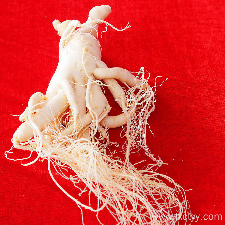 high quality panax ginseng