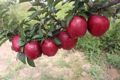 new crop huaniu apples
