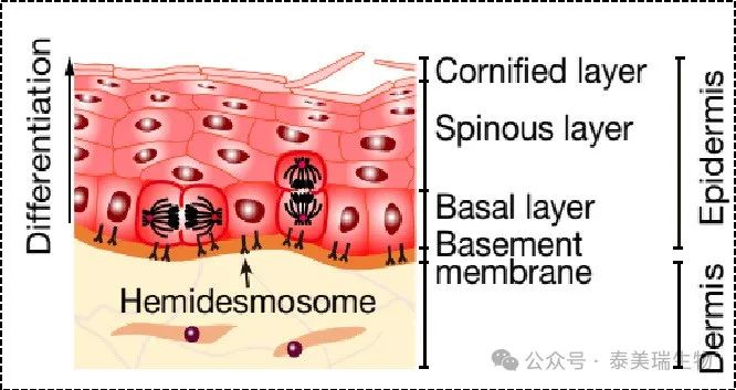 Timerein Biotechnology