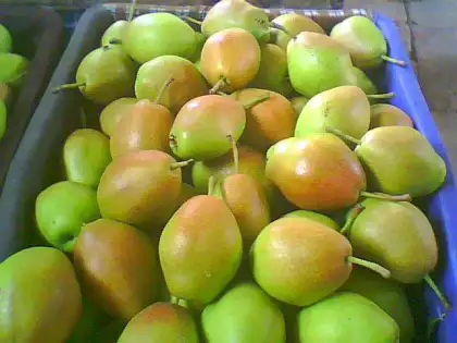 fresh su pears new crop