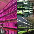 Alta qualidade COB LED crescer luzes para microgreens